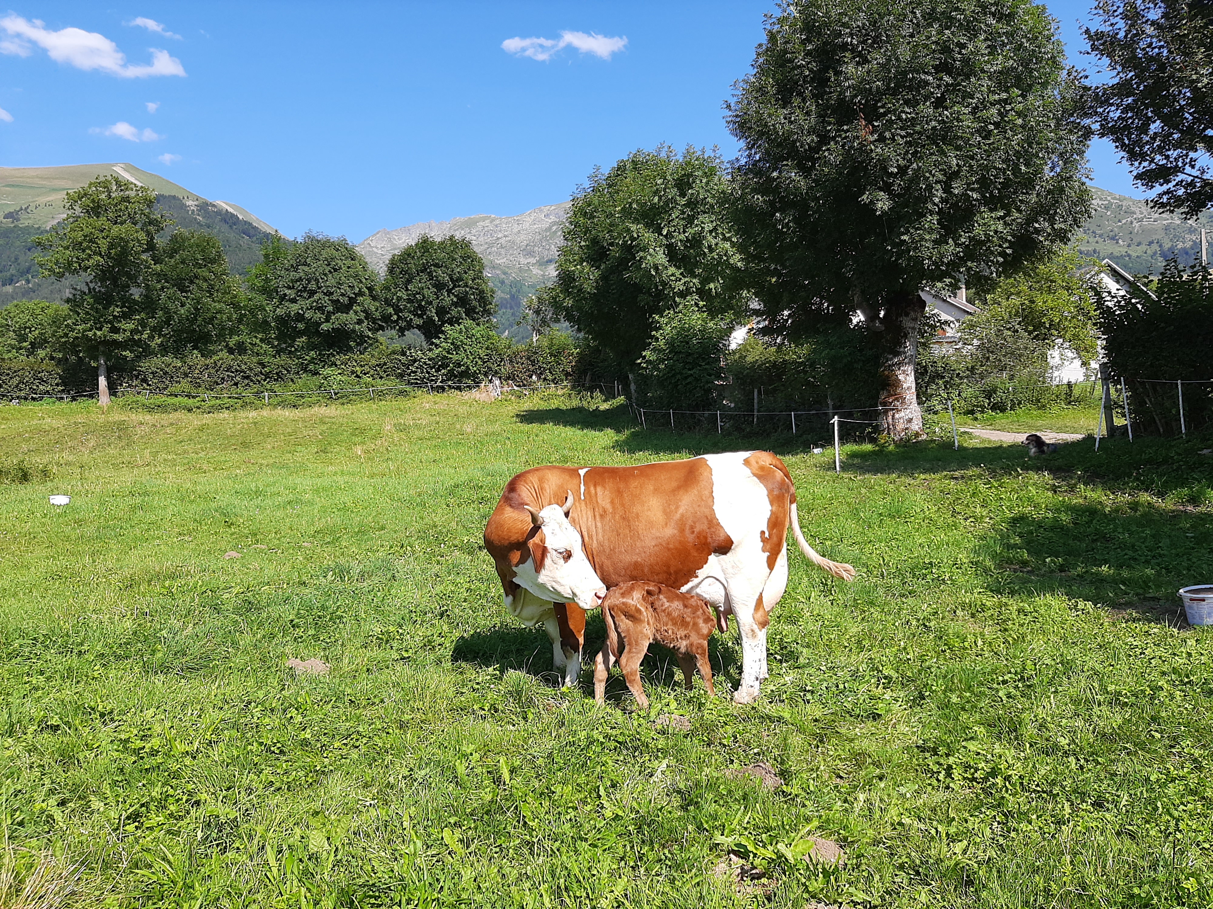 Troupeau GAEC Normand